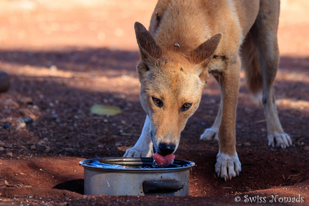 Ein Dingo am trinken bei der Geraldton Bore entlang des Gunbarrel Highways