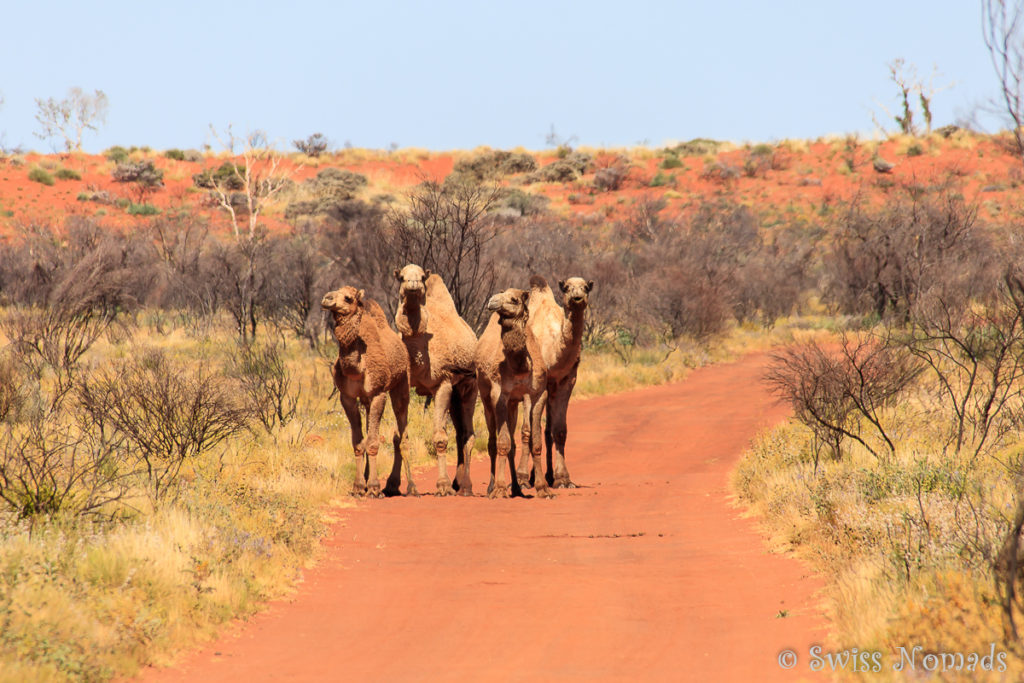 Dromedar auf der Canning Stock Route