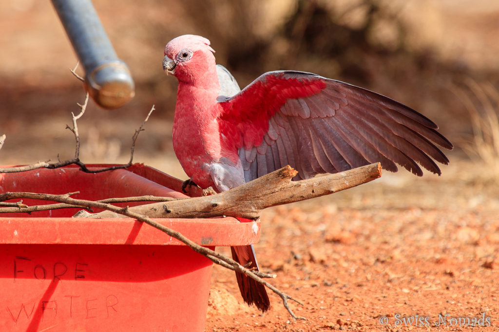 Galah bei der Wasserquelle entlang des Gunbarrel Highway