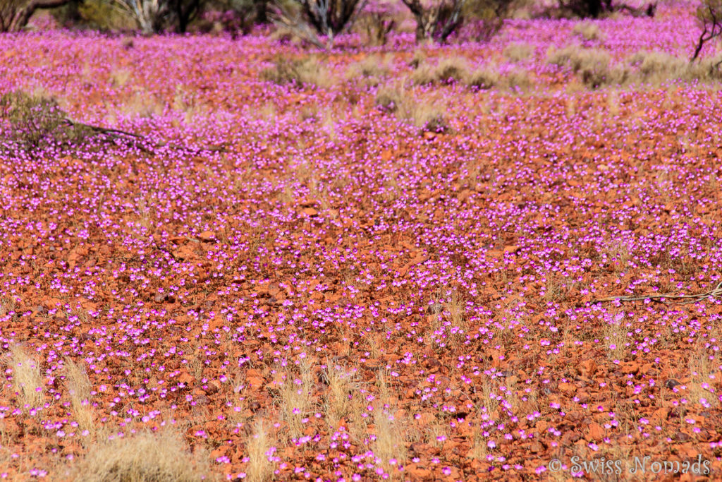 Feld voller Wildblumen entlang des Gunbarrel Highway