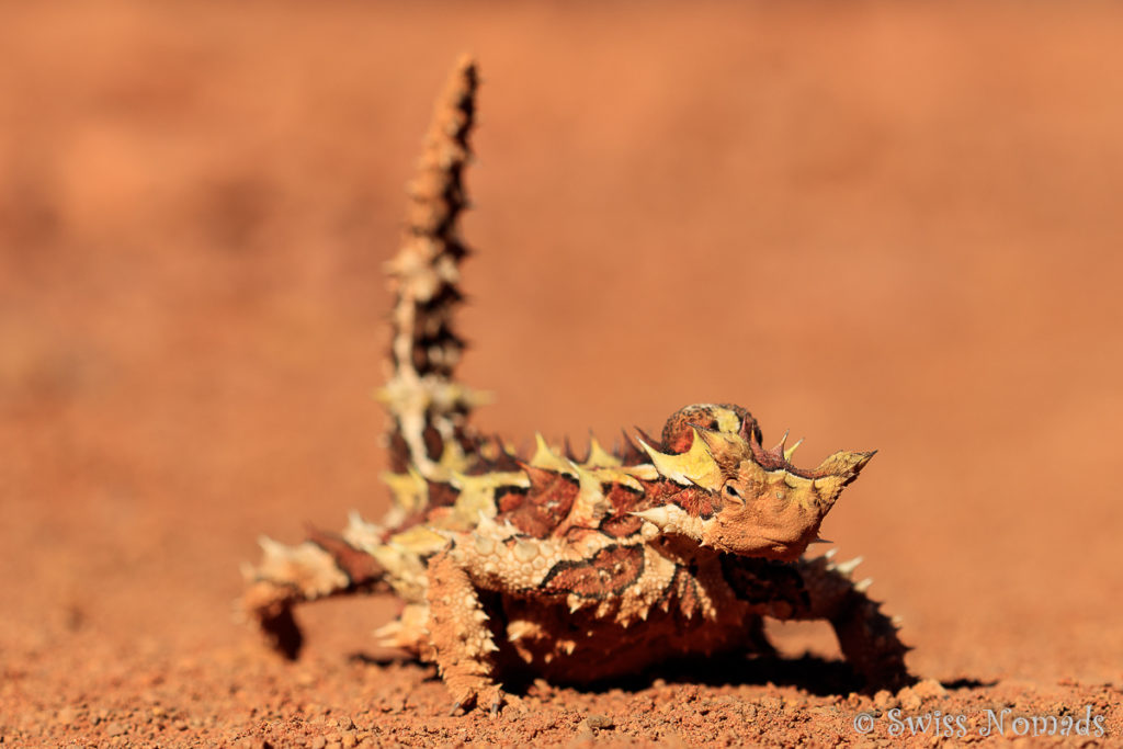 Thorny Devil