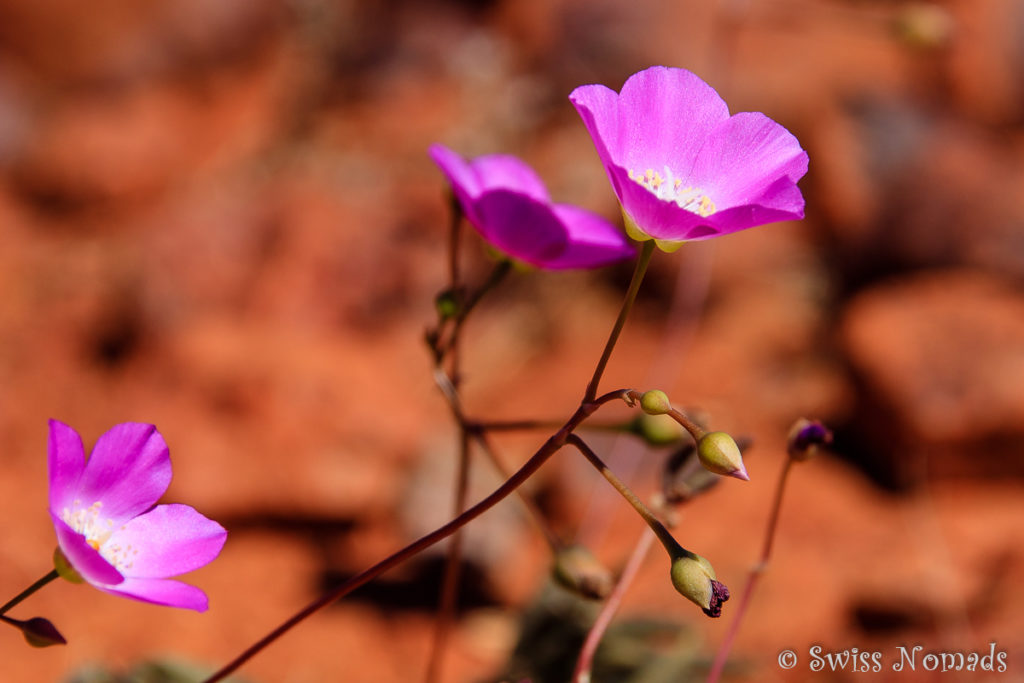 Eine der wunderschönen Wildblumen im Outback
