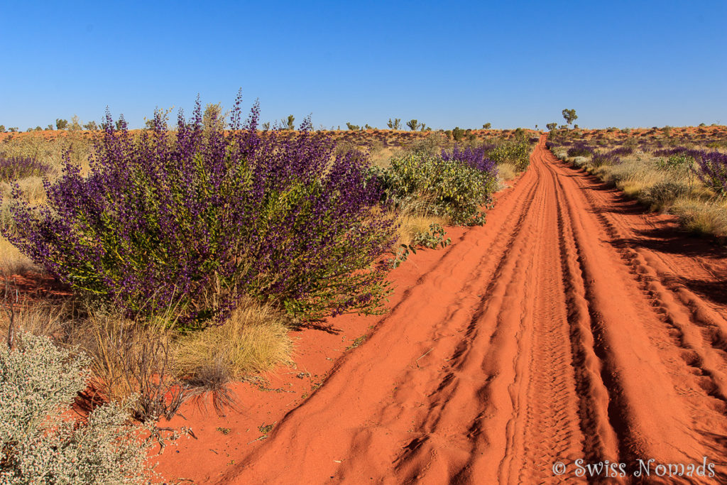 Wildblumen auf der Canning Rtock Route