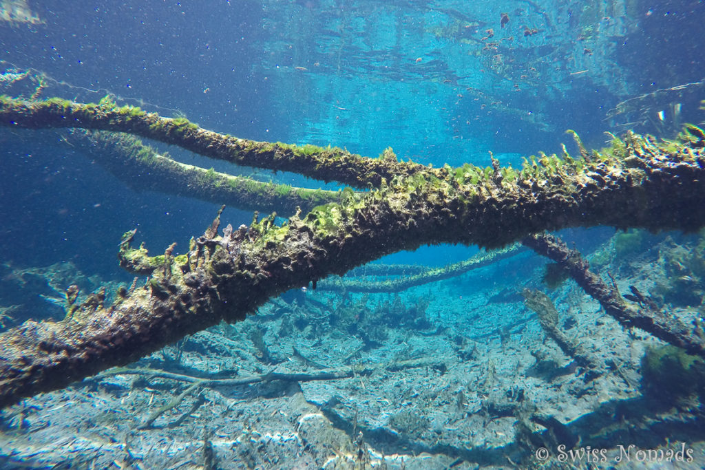 Unter Wasser in den Bitter Springs bei Mataranka