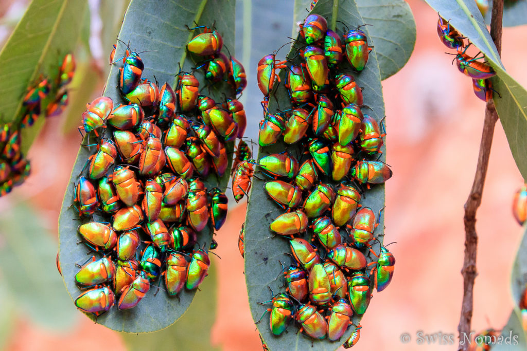 Käfer haben ein ganzes Blatt überzogen im Limmen Nationalpark