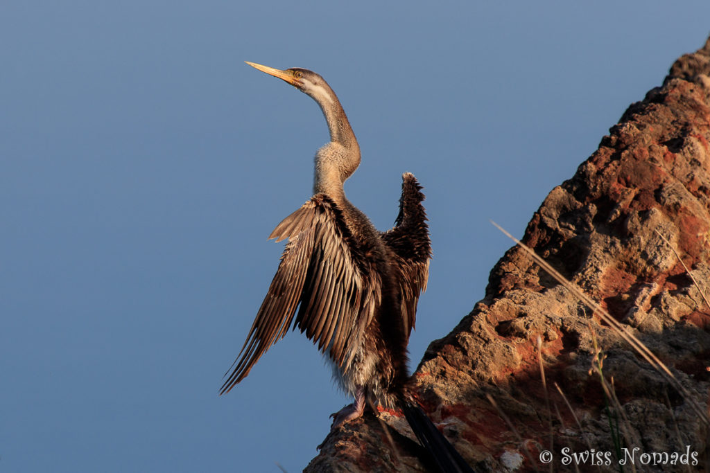 Kormoran am Towns River im Limmen Nationalpark