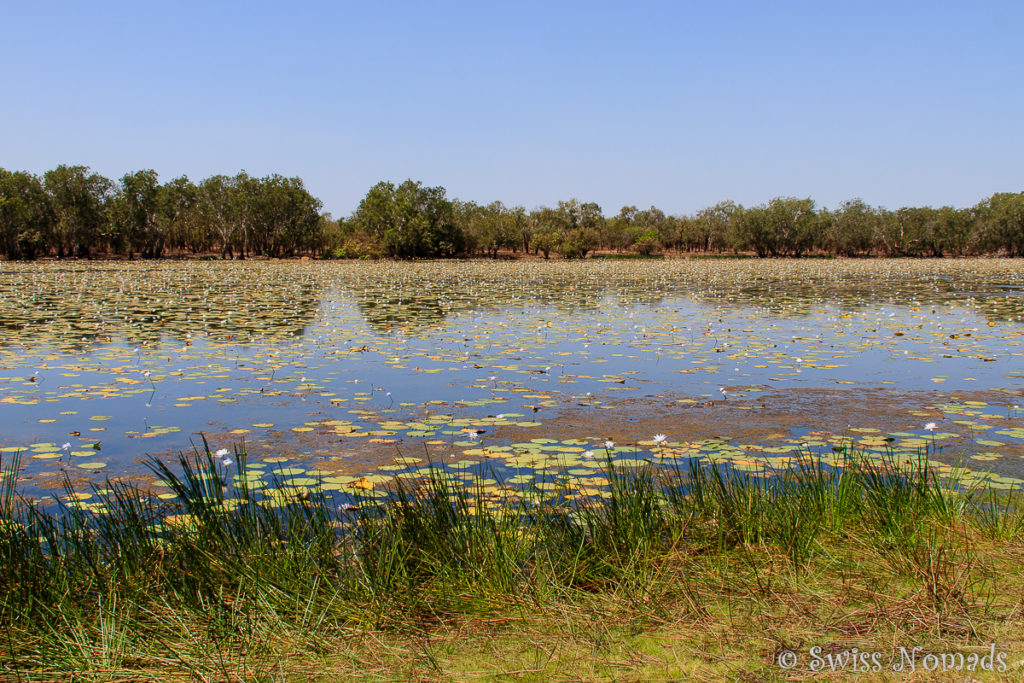 Lomarieum Lagoon im Limmen Nationalpark