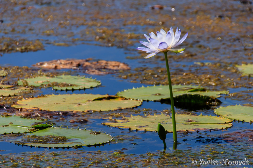 Seerose in der Lomarieum Lagoon im Limmen Nationalpark