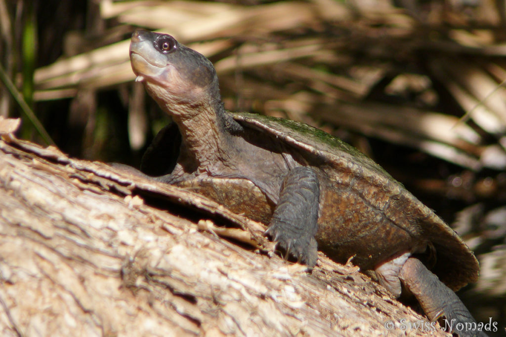 Schildkröte im Boodjamulla / Lawn Hill Nationalpark