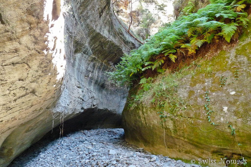 Farnbewachsener Boowinda Gorge im Carnarvon Gorge Nationalpark