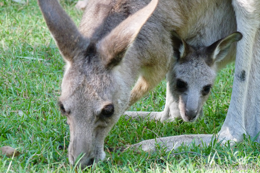 Känguru mit Jungen im Carnarvon Gorge Nationalpark