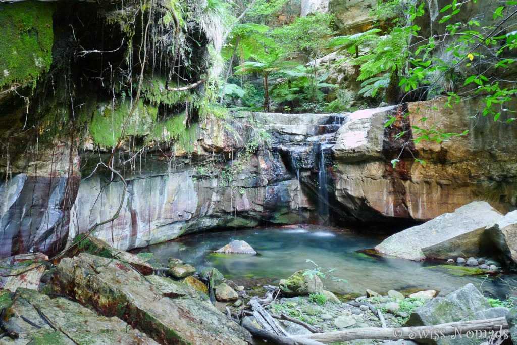 Der mystische Moss Garden im Carnarvon Gorge