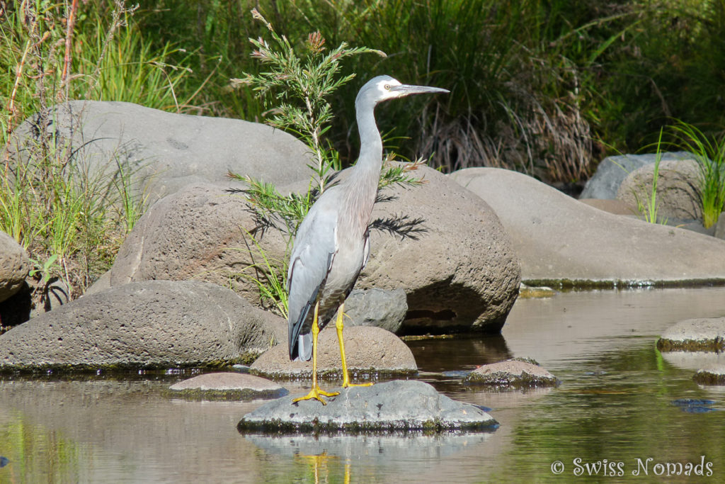 Reiher im Carnarvon Gorge Nationalpark