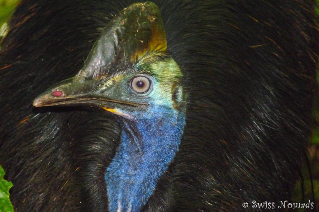 Ein Kasuar im Daintree Nationalpark