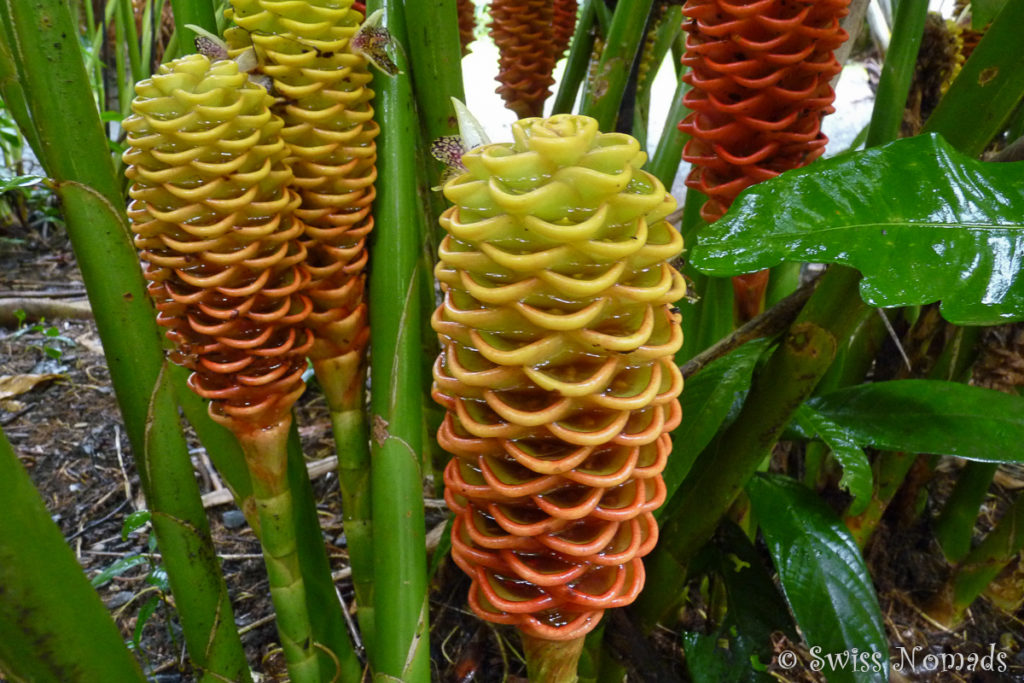 Exotische Blume in Australien