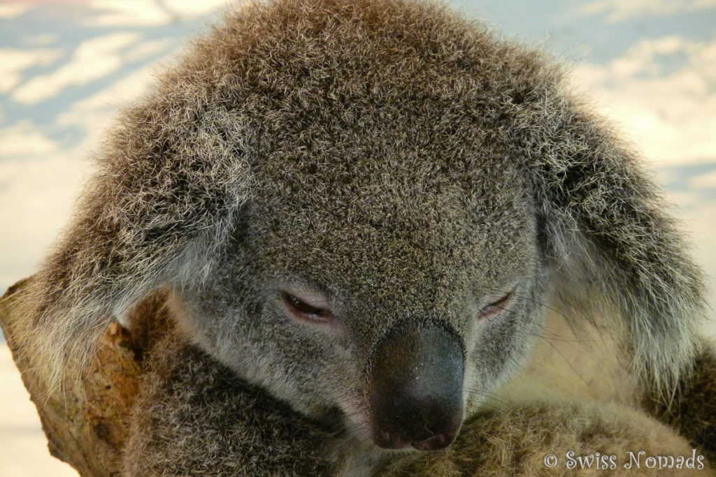 Ein schlafender Koala im Hartley's Crocodile Adventures