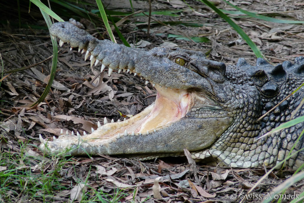 Gebiss eines Salzwasser Krokodil im Hartley's Crocodile Adventures