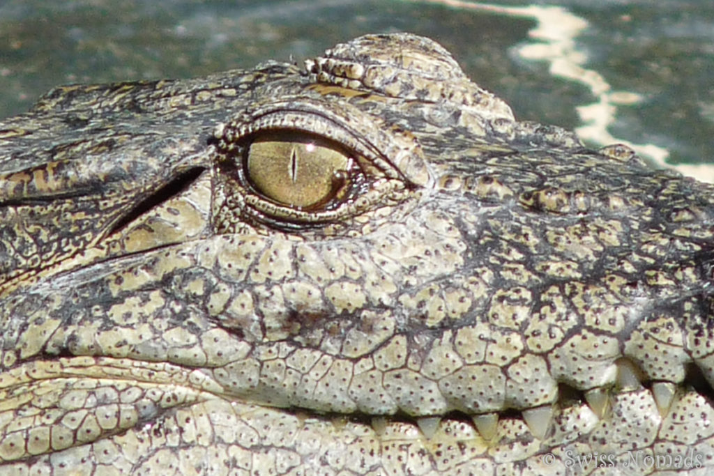 Auge in Auge mit einem Salzwasser Krokodil