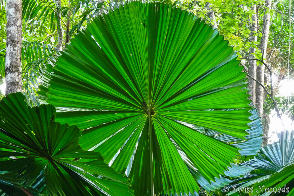 Auf dem Jindalba Walk beim Daintree Discovery Centre