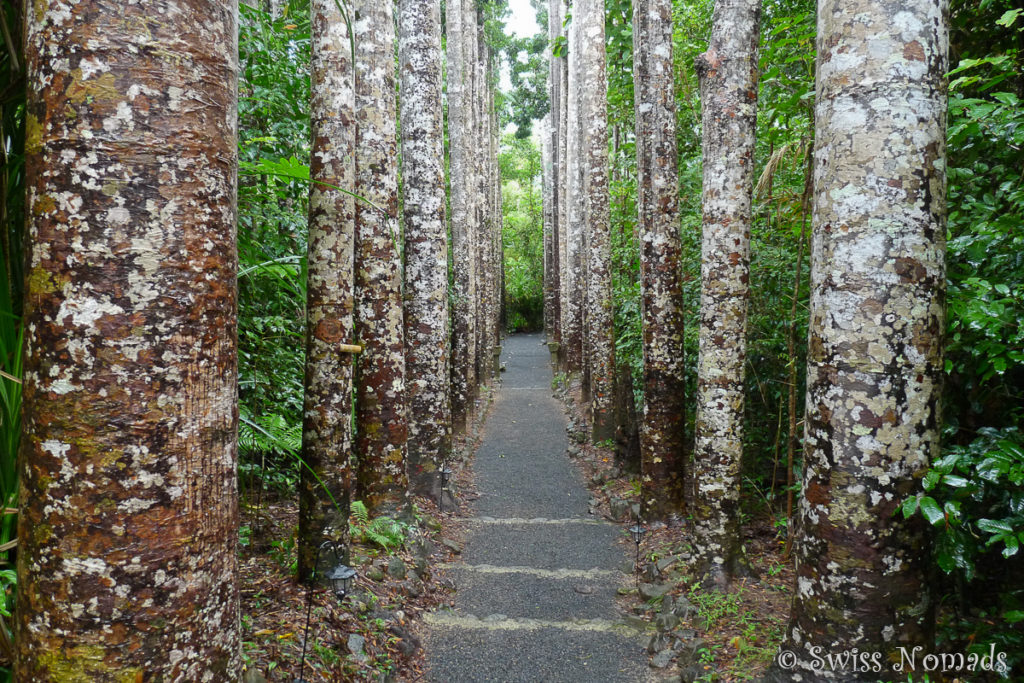 Paronella Park Baumallee