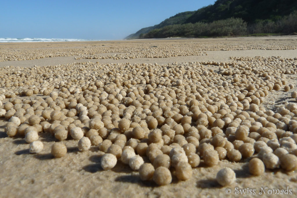 Kugeln aus Sand bedecken den Strand auf Fraser Island
