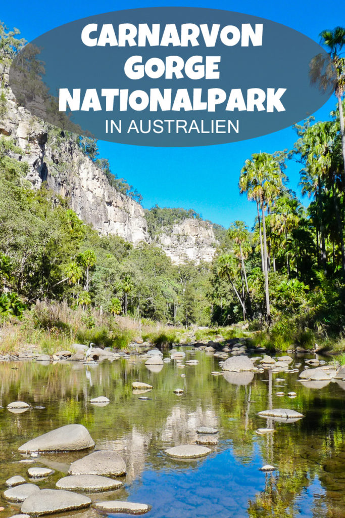 Der Carnarvon Gorge Nationalpark in Australien bietet tolle Wanderungen