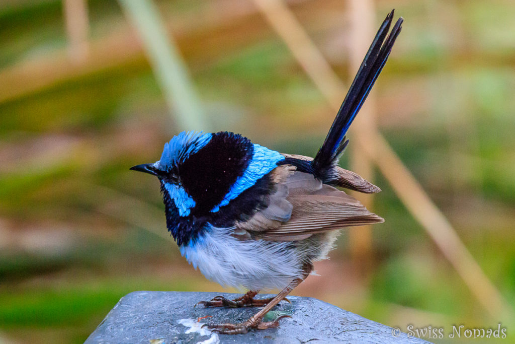 Fairy-wren Springbrook Nationalpark