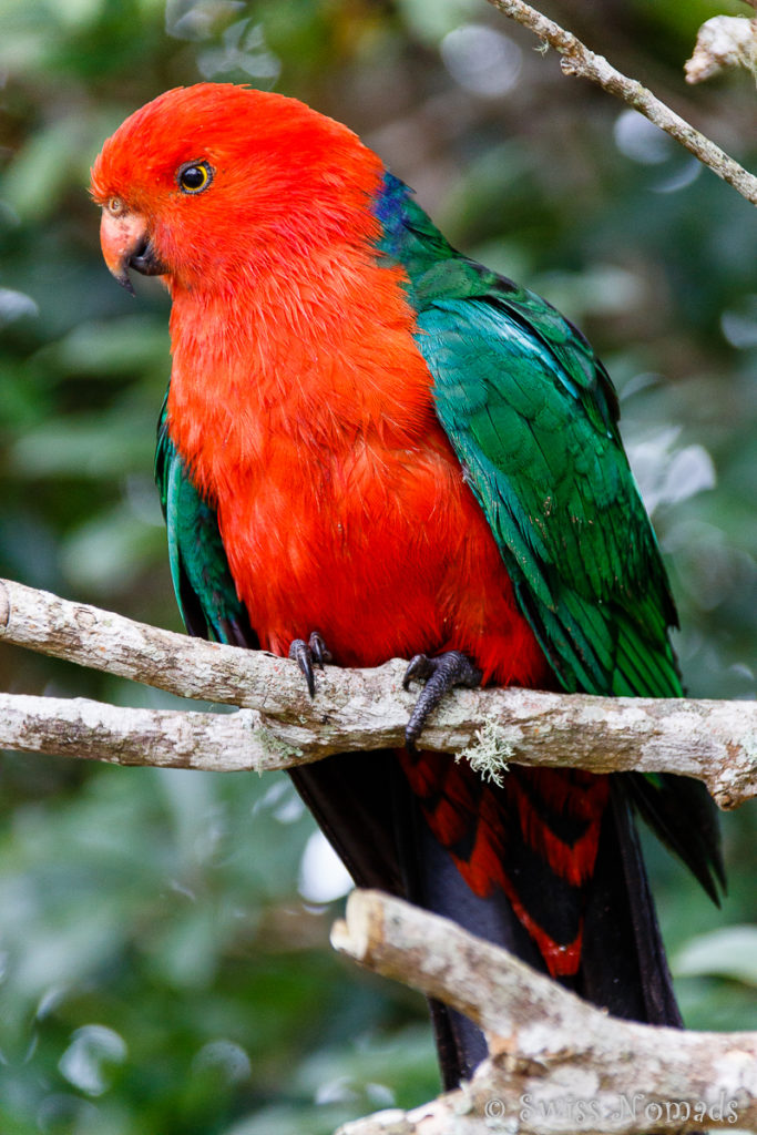 Papagei im Lamington Nationalpark in Australien