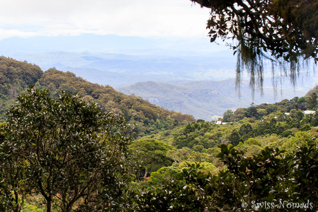 Lamington Nationalpark in Australien Tree Top Walk