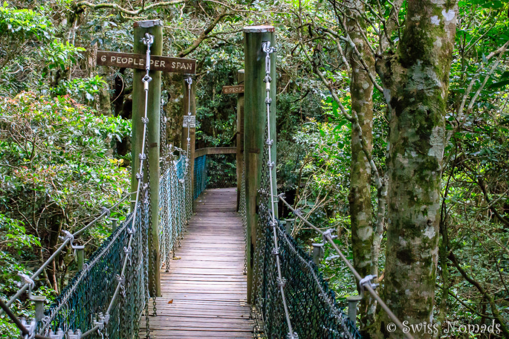 Tree Top Walk Lamington Nationalpark