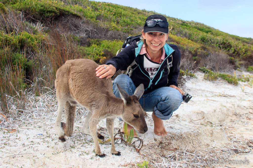 Die Kängurus der Lucky Bay sind ein Westaustralien Highlight