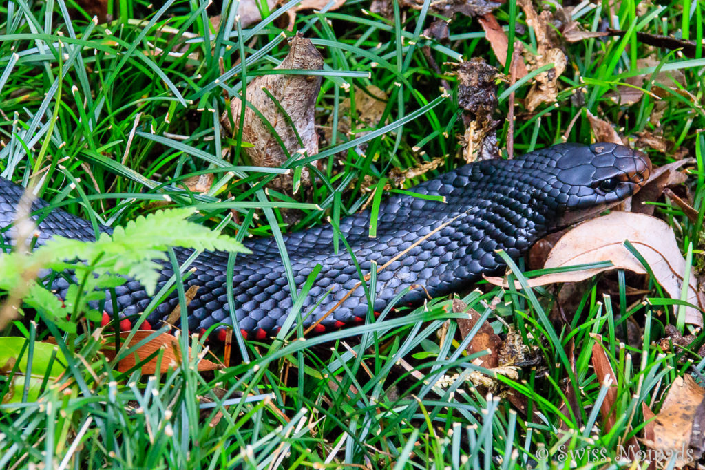 Red Bellied Snake in Queensland