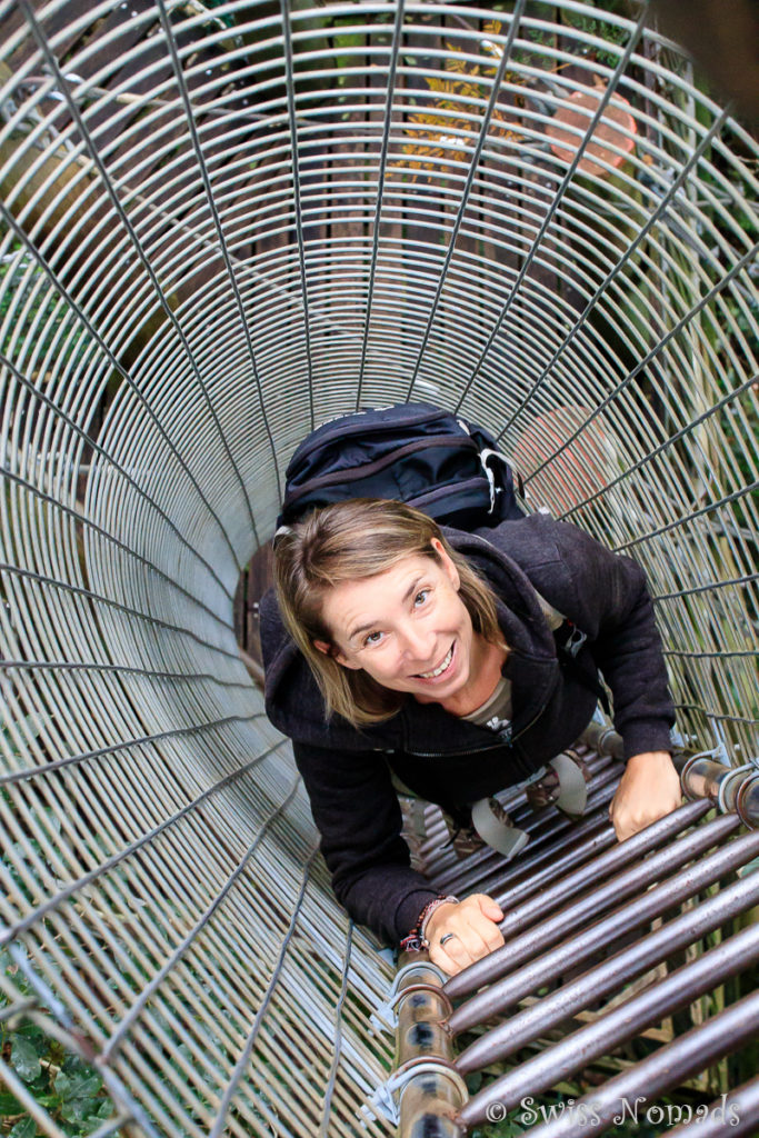 Tree Top Walk Lamington Nationalpark