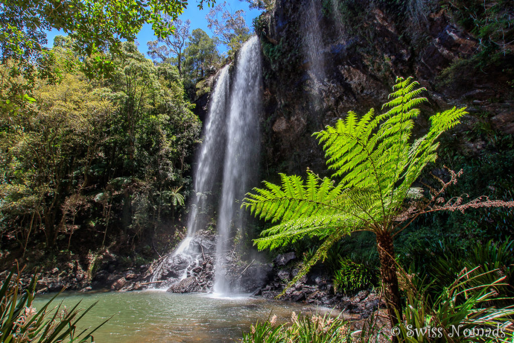 Twin Falls Circuit Springbrook Nationalpark