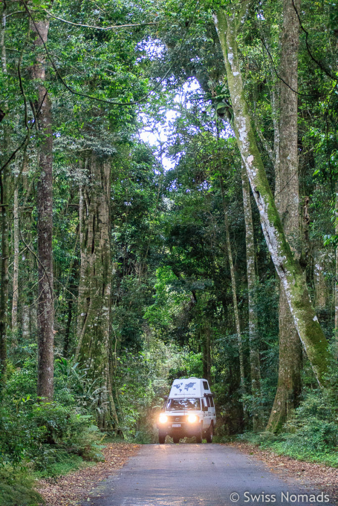 Im Regenwald des Lamington Nationalparks