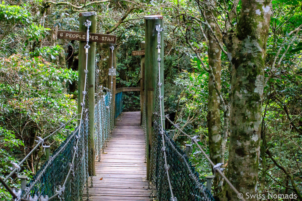 Auf dem Tree top walk im Lamington Nationalpark