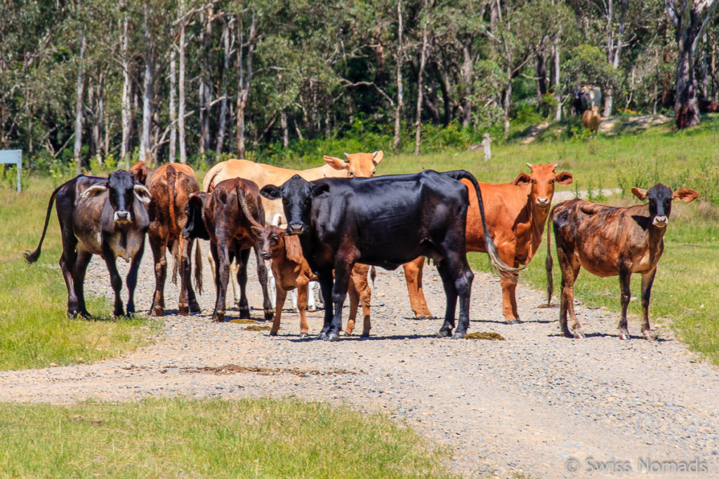 Kuhherde auf der Old Glen Innes Road