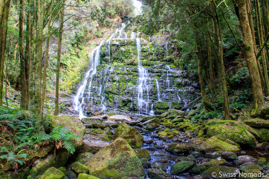 Die Nelson Falls auf dem Tasmanien Roadtrip