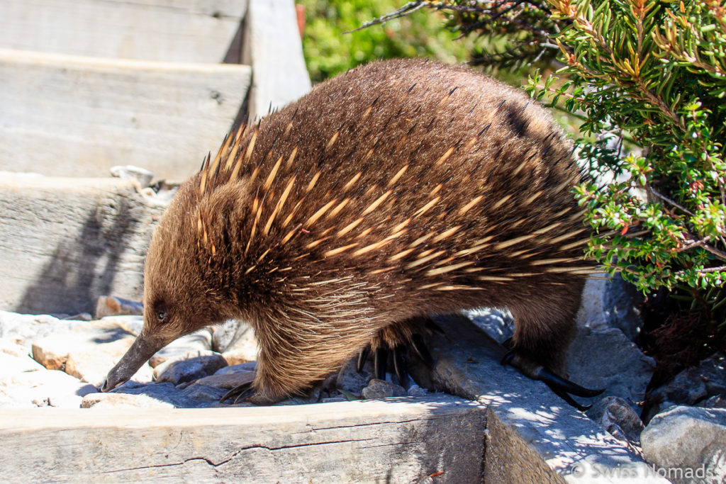 Echidna oder auch Ameisenigel im Cradle Mountain Nationalpark