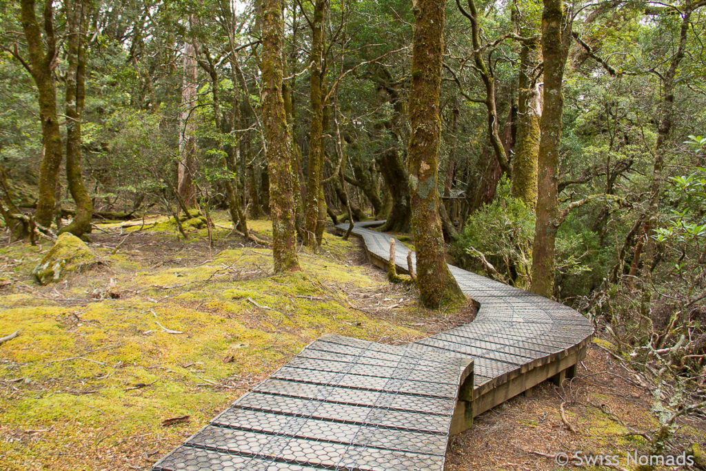 Enchanted Forest Walk im Cradle Mountain Nationalpark