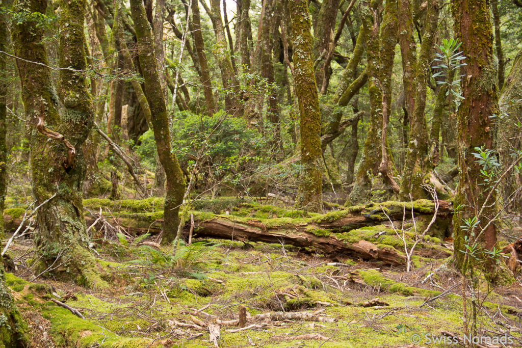 King Billy Walk im Cradle Mountain Nationalpark