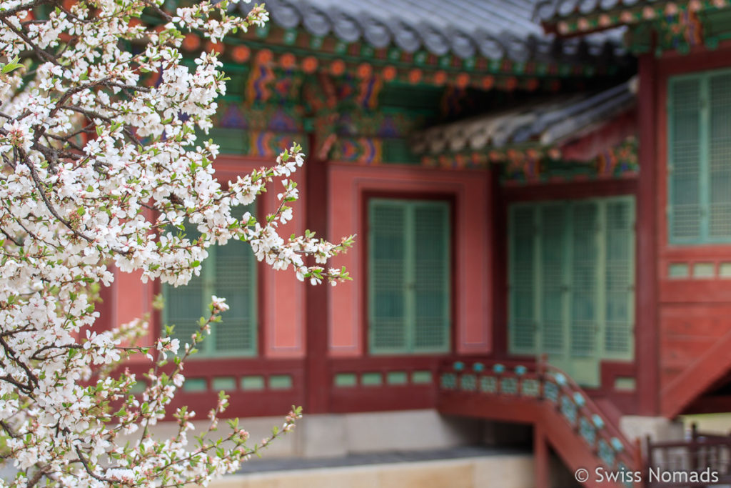 Kirschblüte in Seoul Gyeongbokgung Palce