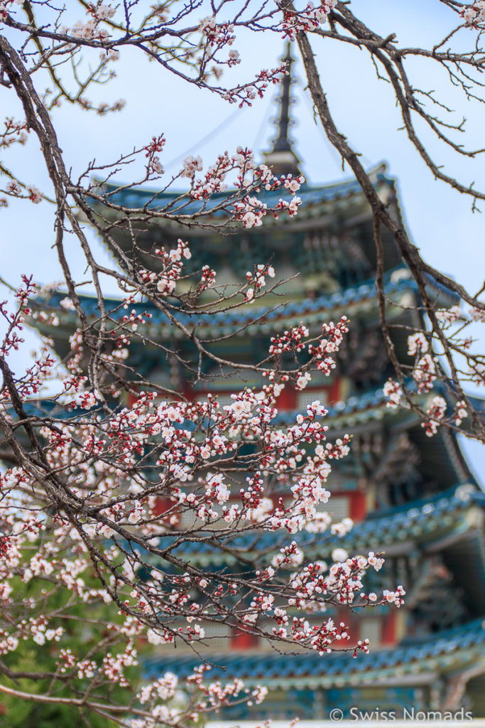 Kirschblüte in Seoul National Folk Museum of Korea