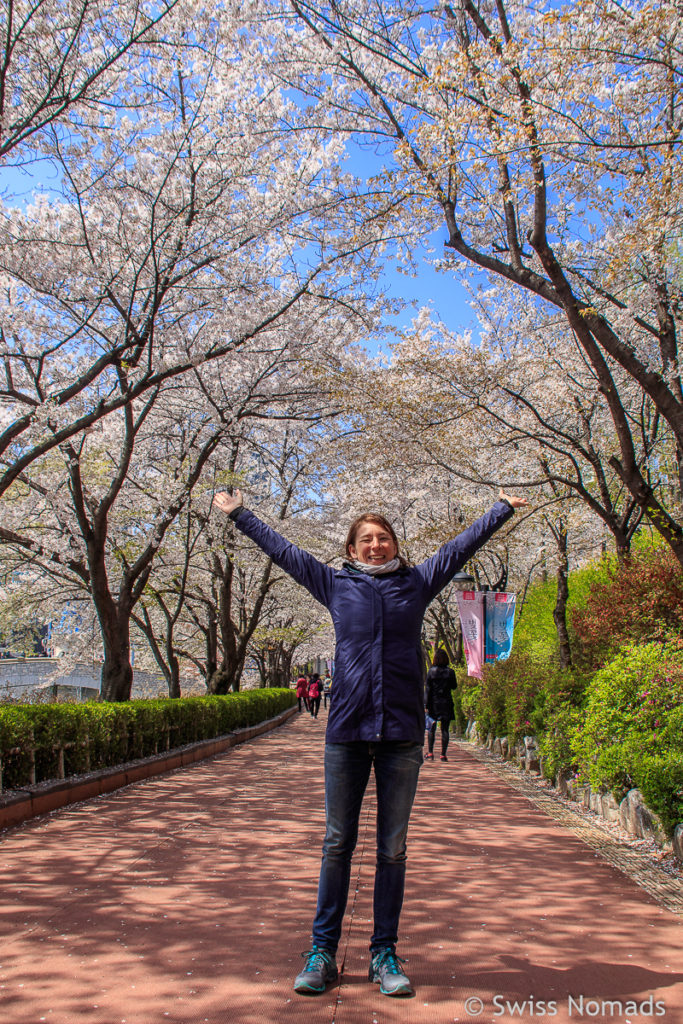 Kirschblüte in Seoul Reni