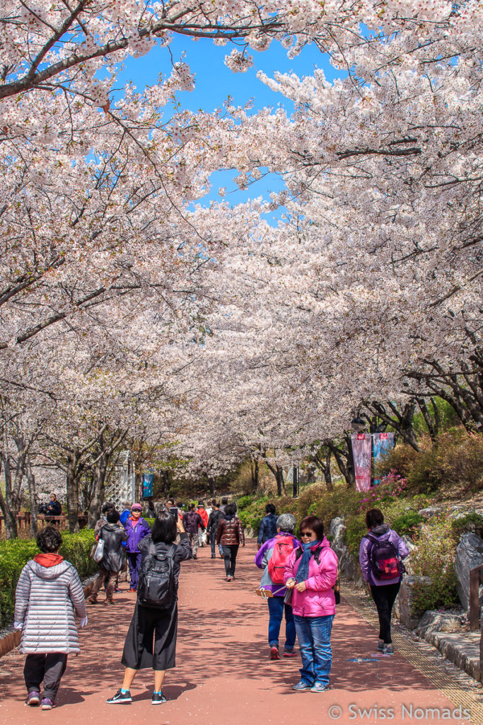 Kirschblüte in Seoul Seokchon Park