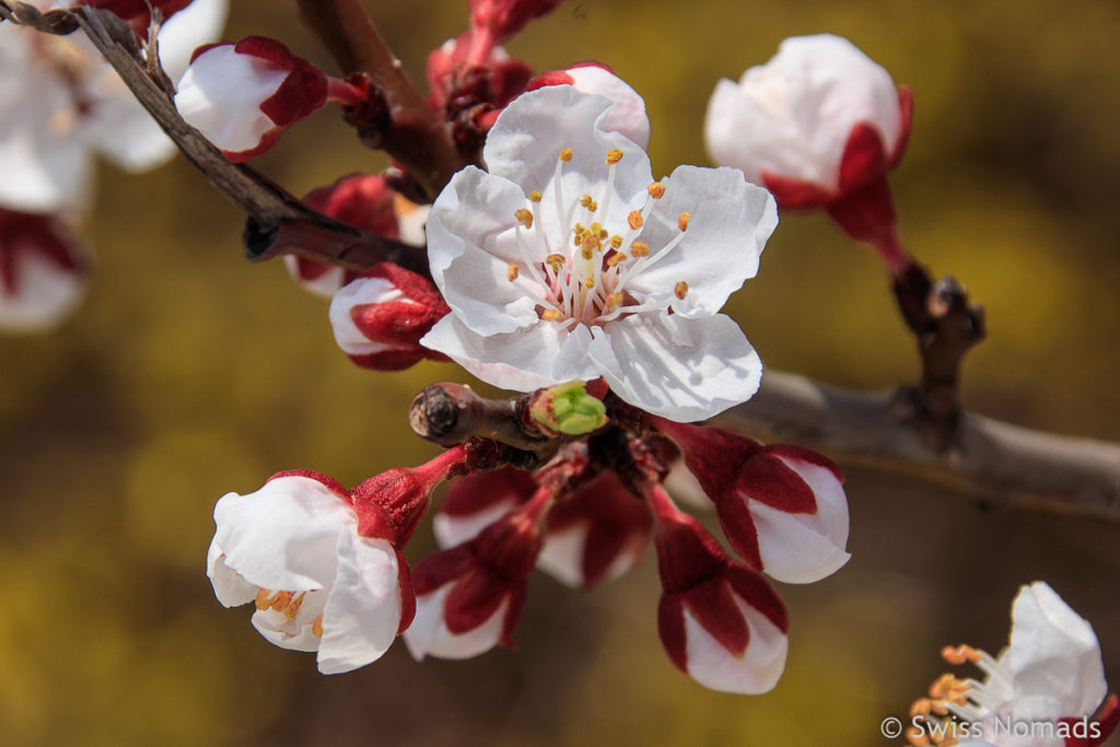 Weisse Kirschblüte in Seoul