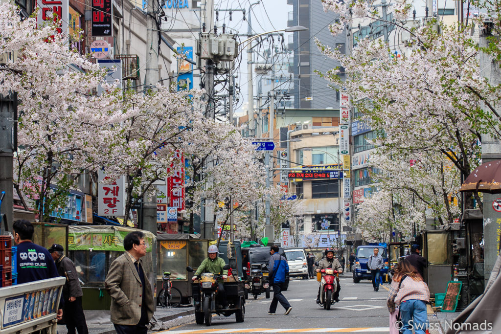 Kirschblüte mitten in Seoul