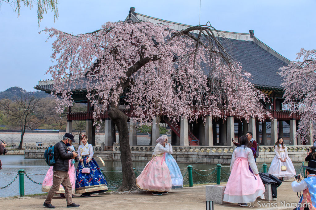 Kirschblüte in Seoul im Gyeongbokgung Palce