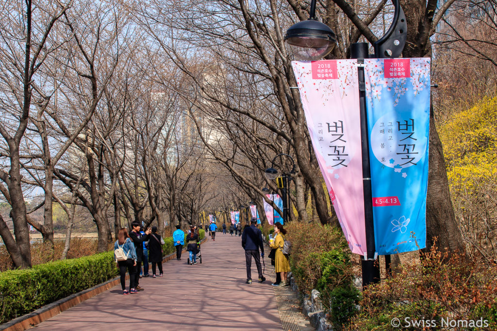 Kirschbäume im Seokchon Park vor der Kirschblüte in Seoul