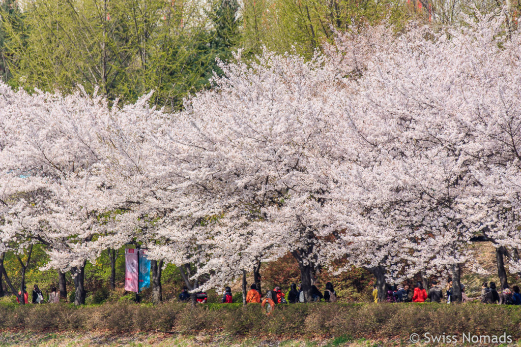 Der Seokchon Park während der Kirschblüte in Seoul